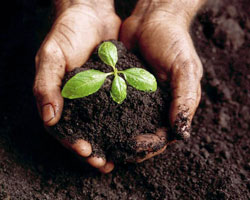 hands_in_compost
